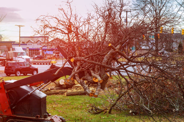 How Our Tree Care Process Works  in  University Heights, OH